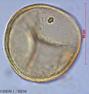 Araucaria columnaris - lame n° 28127